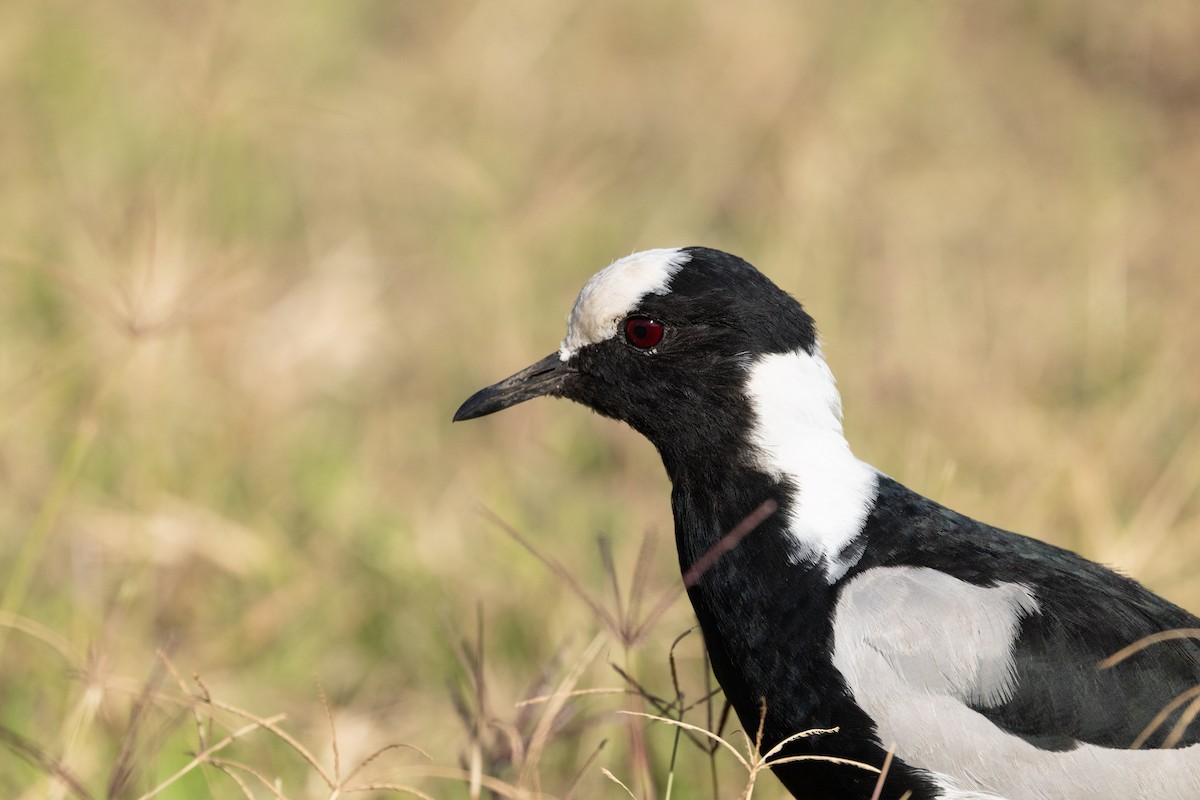 Blacksmith Lapwing - ML645148240