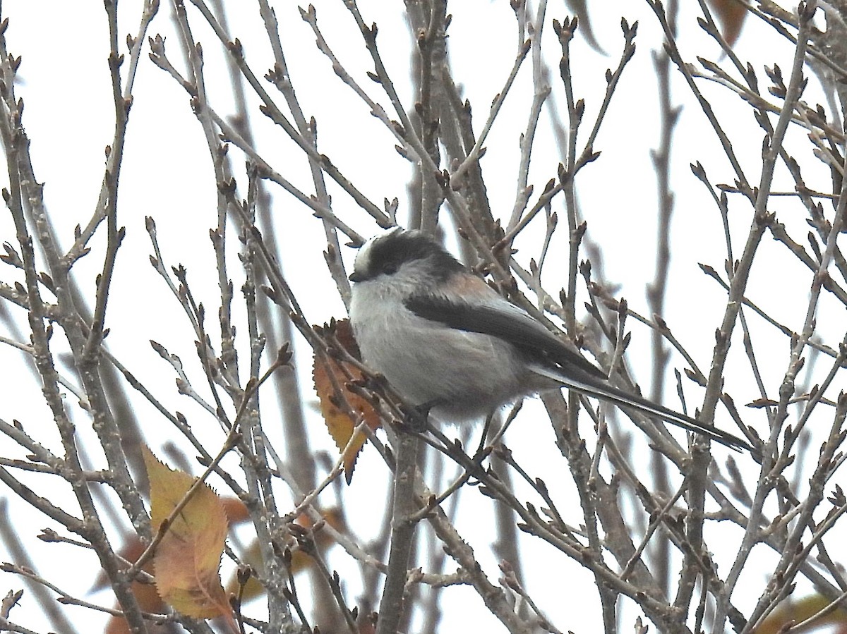Long-tailed Tit - ML645148246