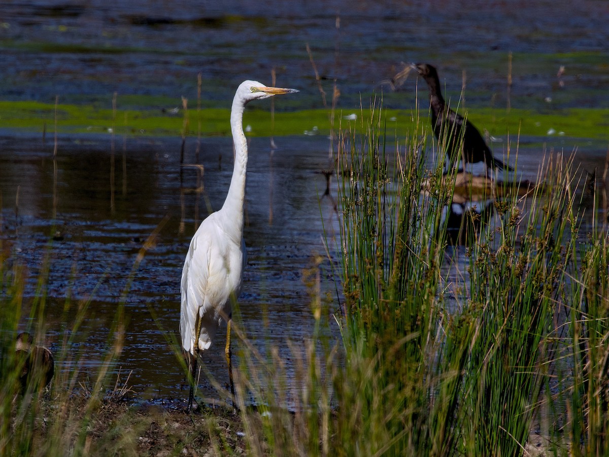 Great Egret - ML645148247