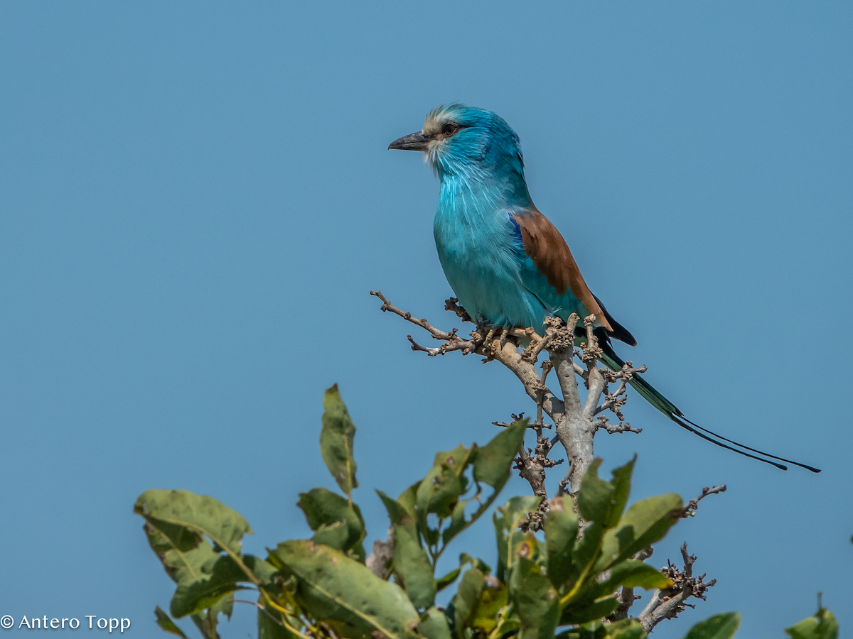 Carraca Abisinia - ML645148248