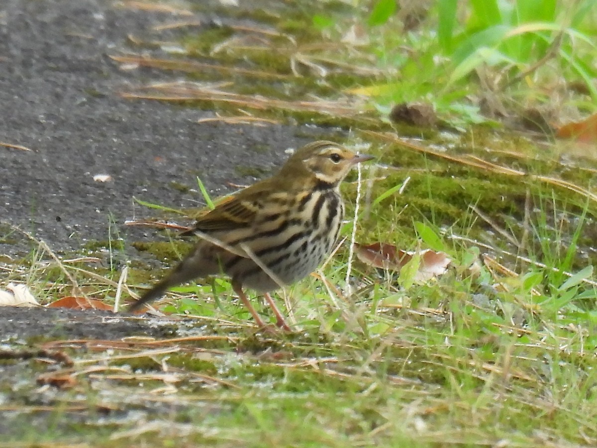 Olive-backed Pipit - ML645148249