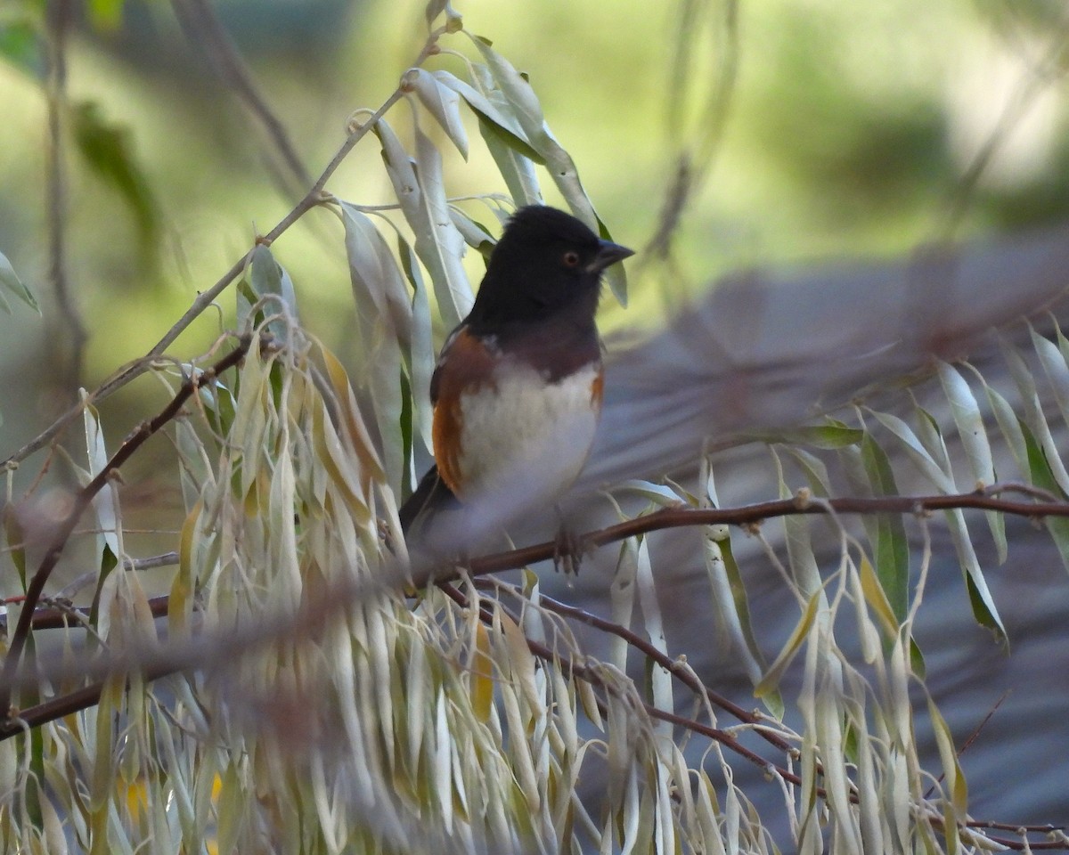 Spotted Towhee (maculatus Group) - ML645148256