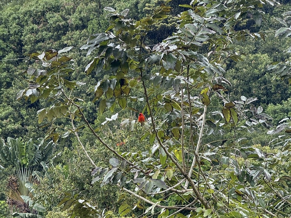 Red Fody - ML645148257