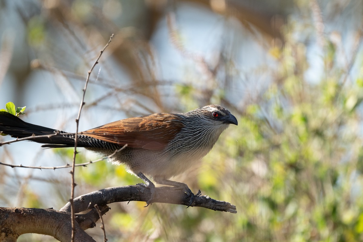 White-browed Coucal - ML645148258