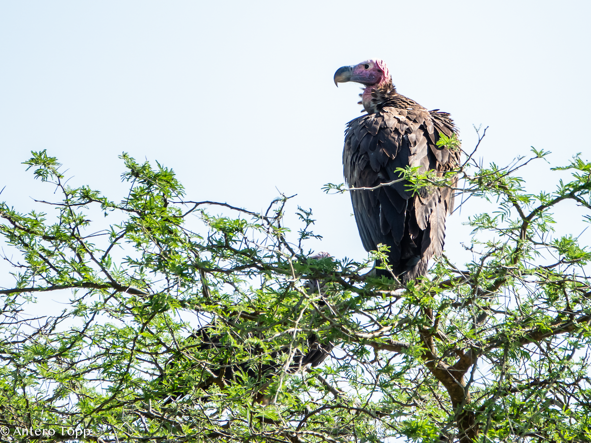 Buitre Torgo - ML645148259