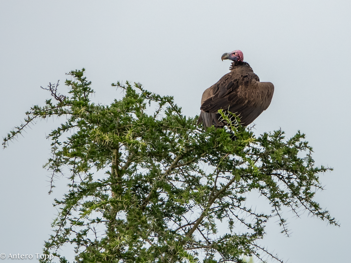 Buitre Torgo - ML645148260