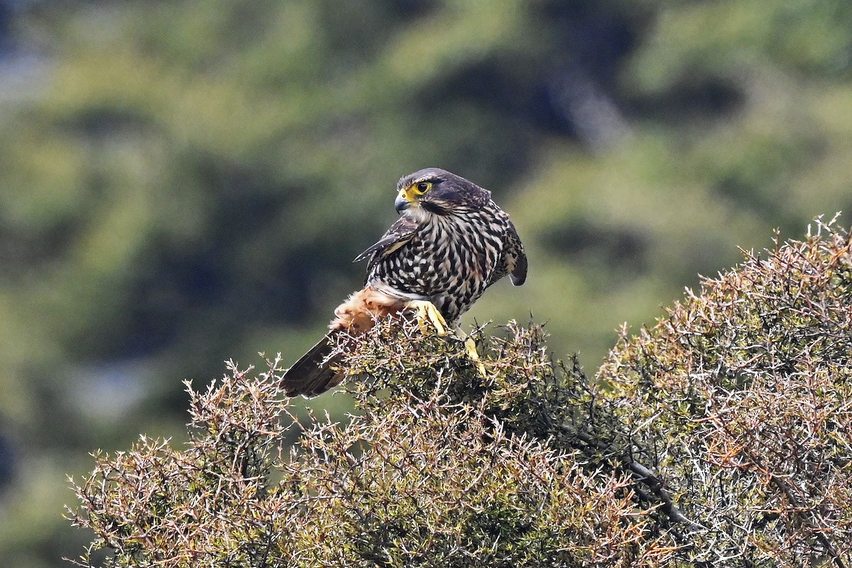 New Zealand Falcon - ML645148261