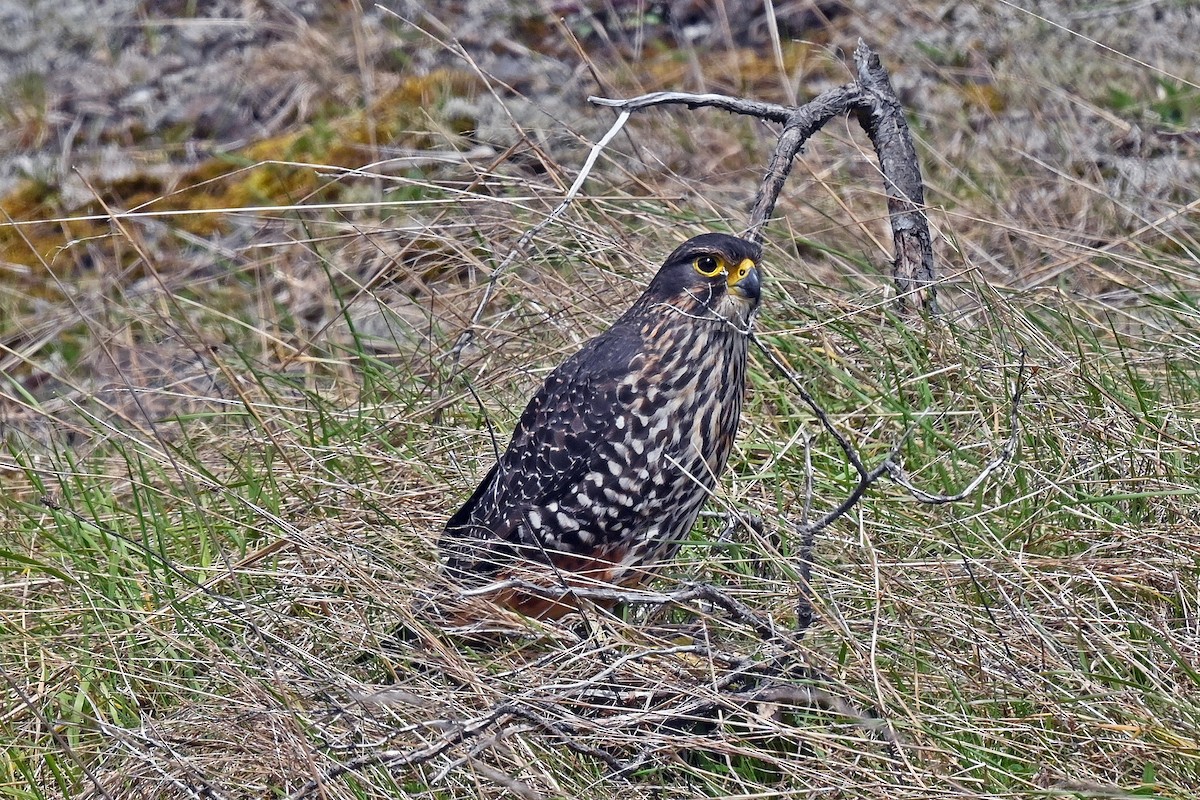 New Zealand Falcon - ML645148263