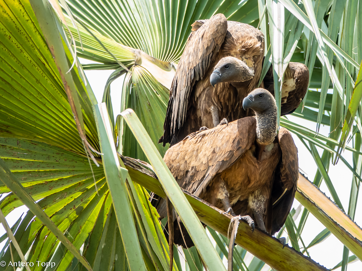 Buitre Dorsiblanco Africano - ML645148269