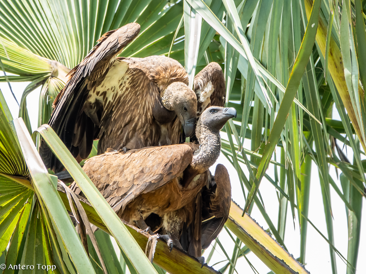 Buitre Dorsiblanco Africano - ML645148270