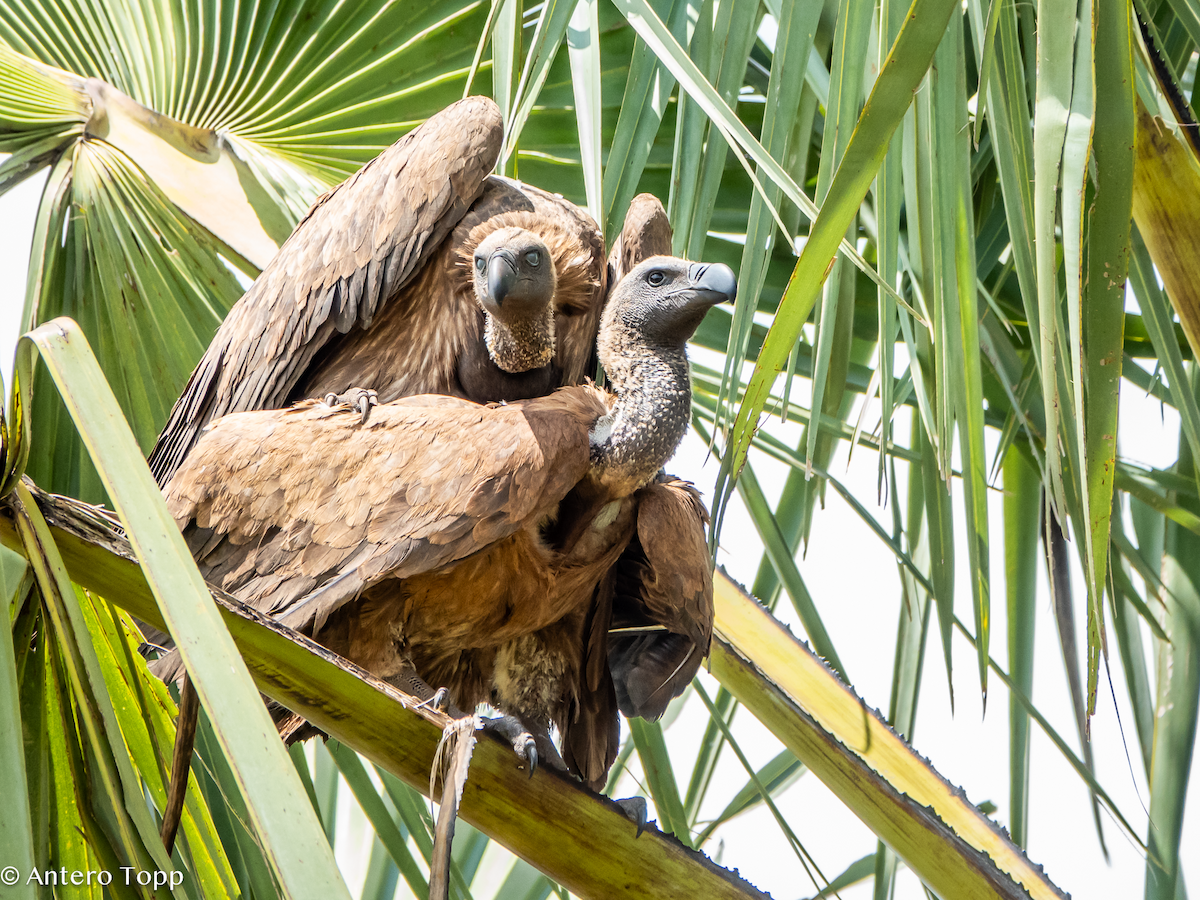 Buitre Dorsiblanco Africano - ML645148271