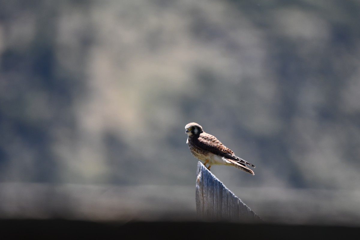 בז אמריקני - ML645148273