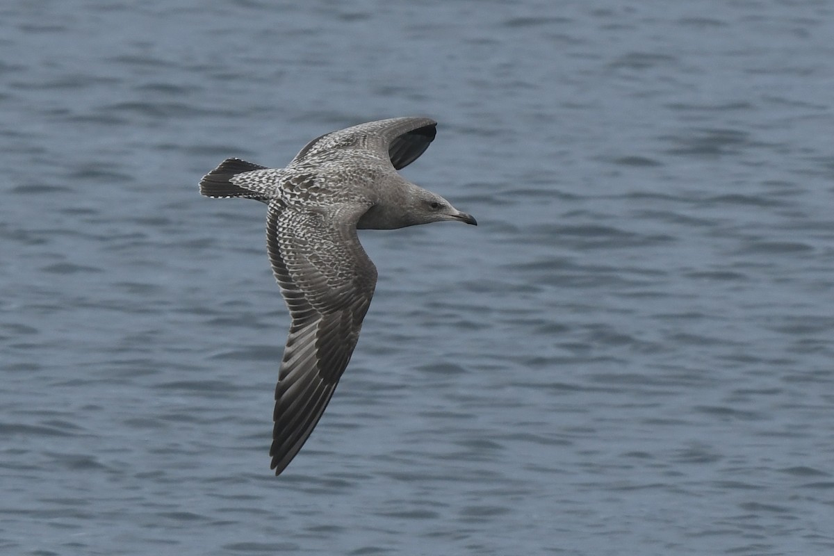 American Herring Gull - ML645148274