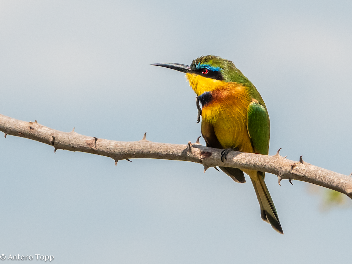 Abejaruco Chico - ML645148279