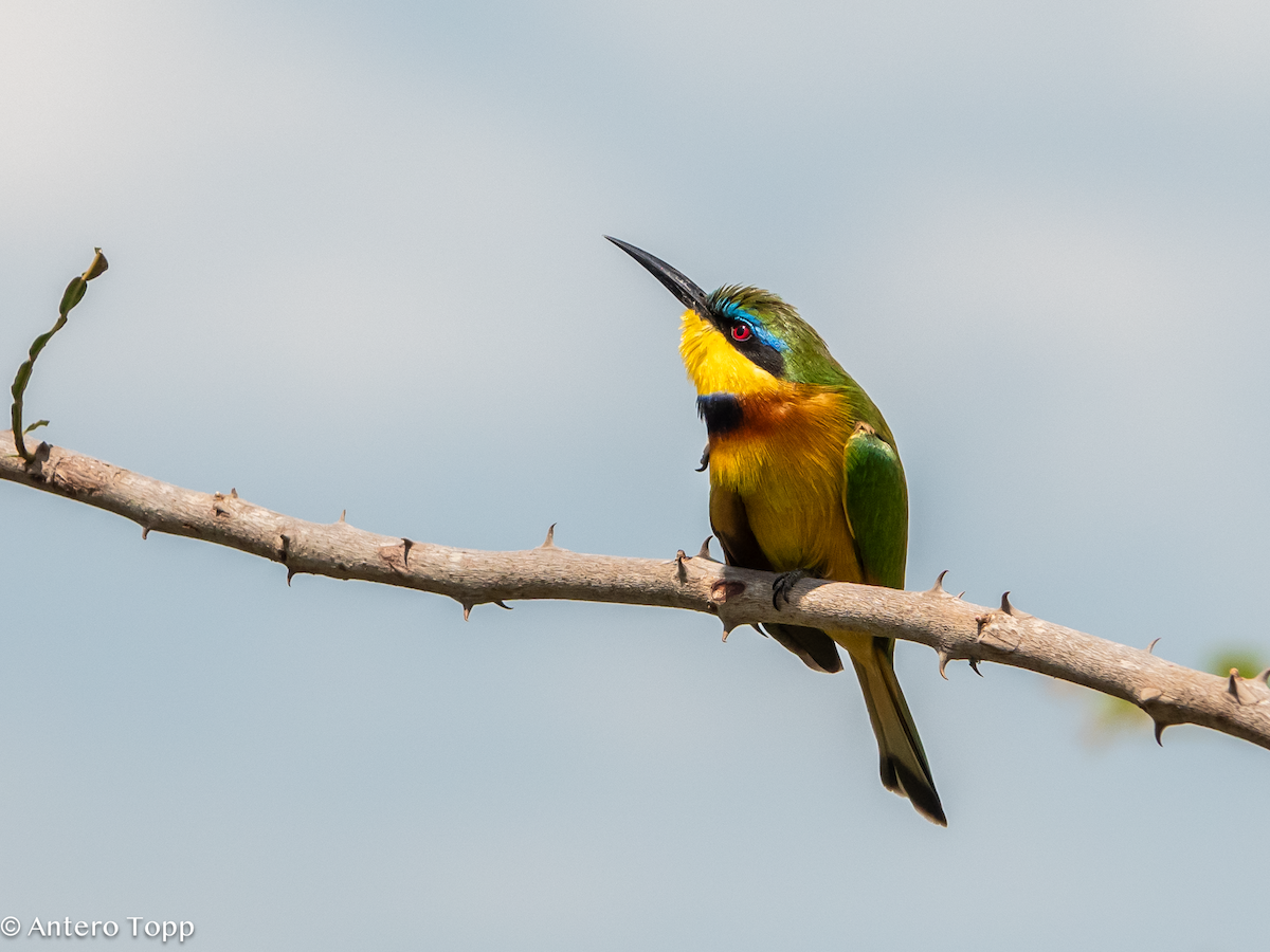 Abejaruco Chico - ML645148280