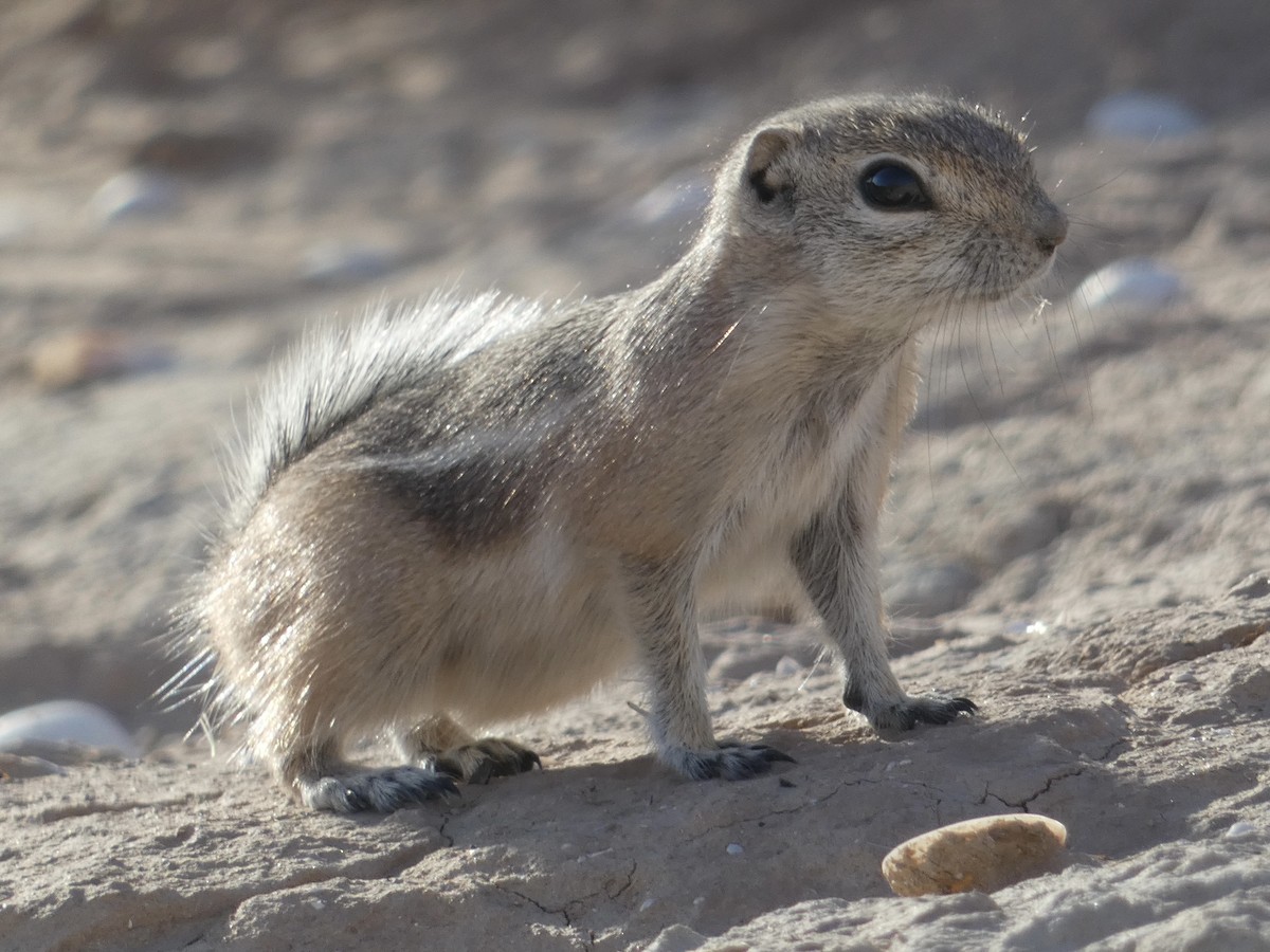 White-tailed Antelope Squirrel - ML645148282