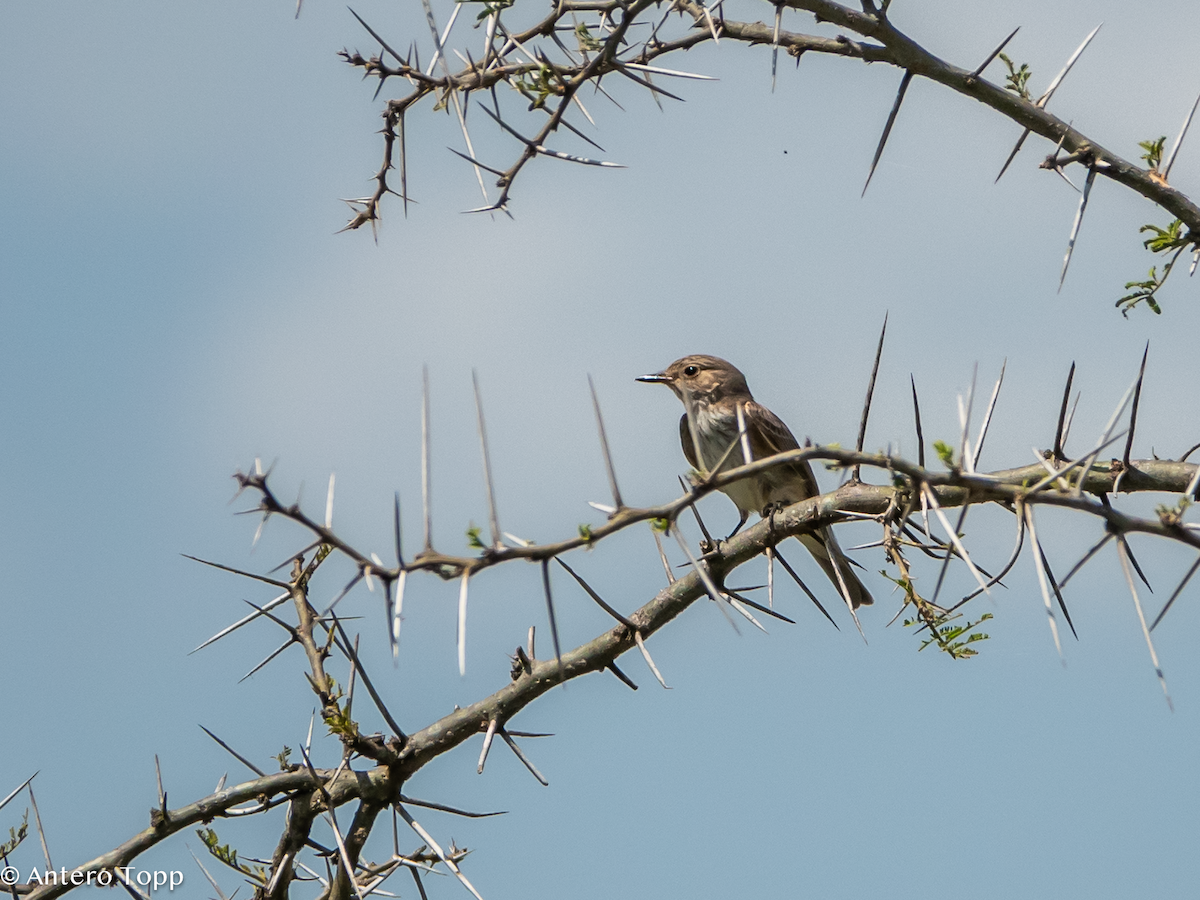 Papamoscas Gris - ML645148284
