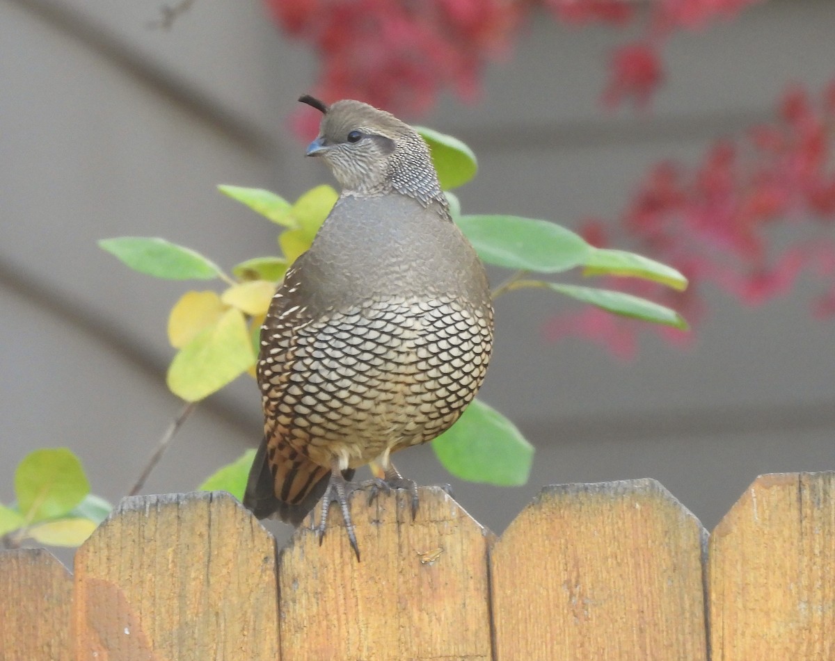 California Quail - ML645148285