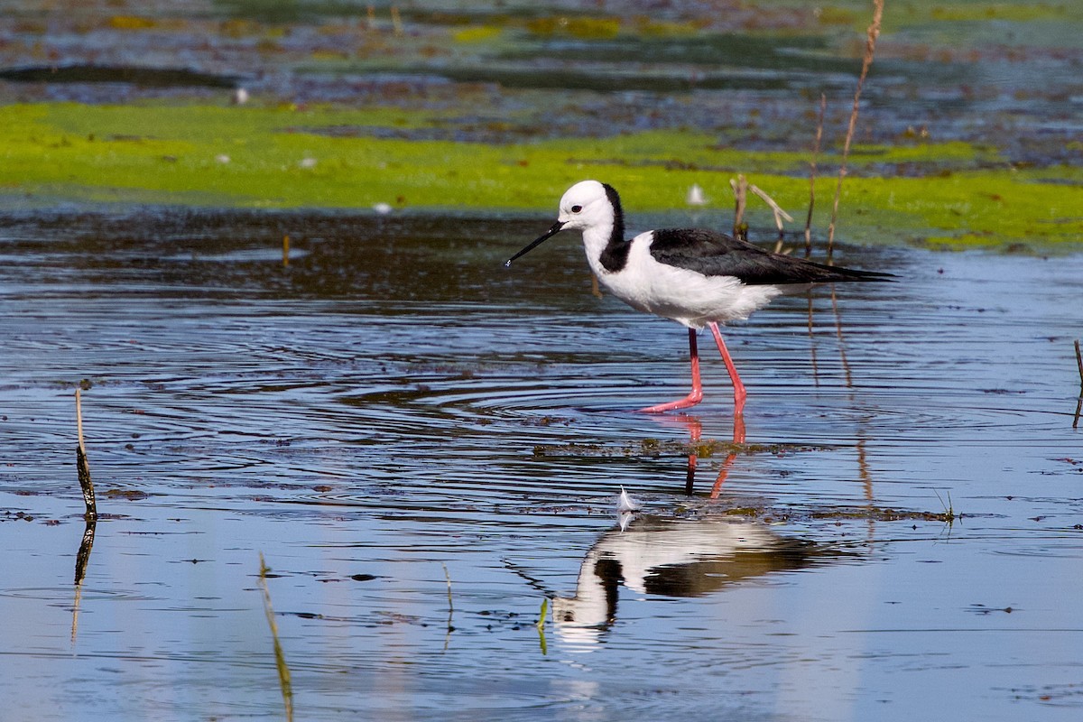 Pied Stilt - ML645148299