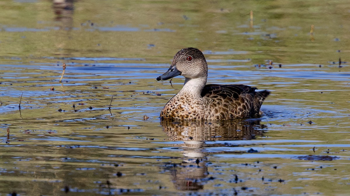 Gray Teal - ML645148301