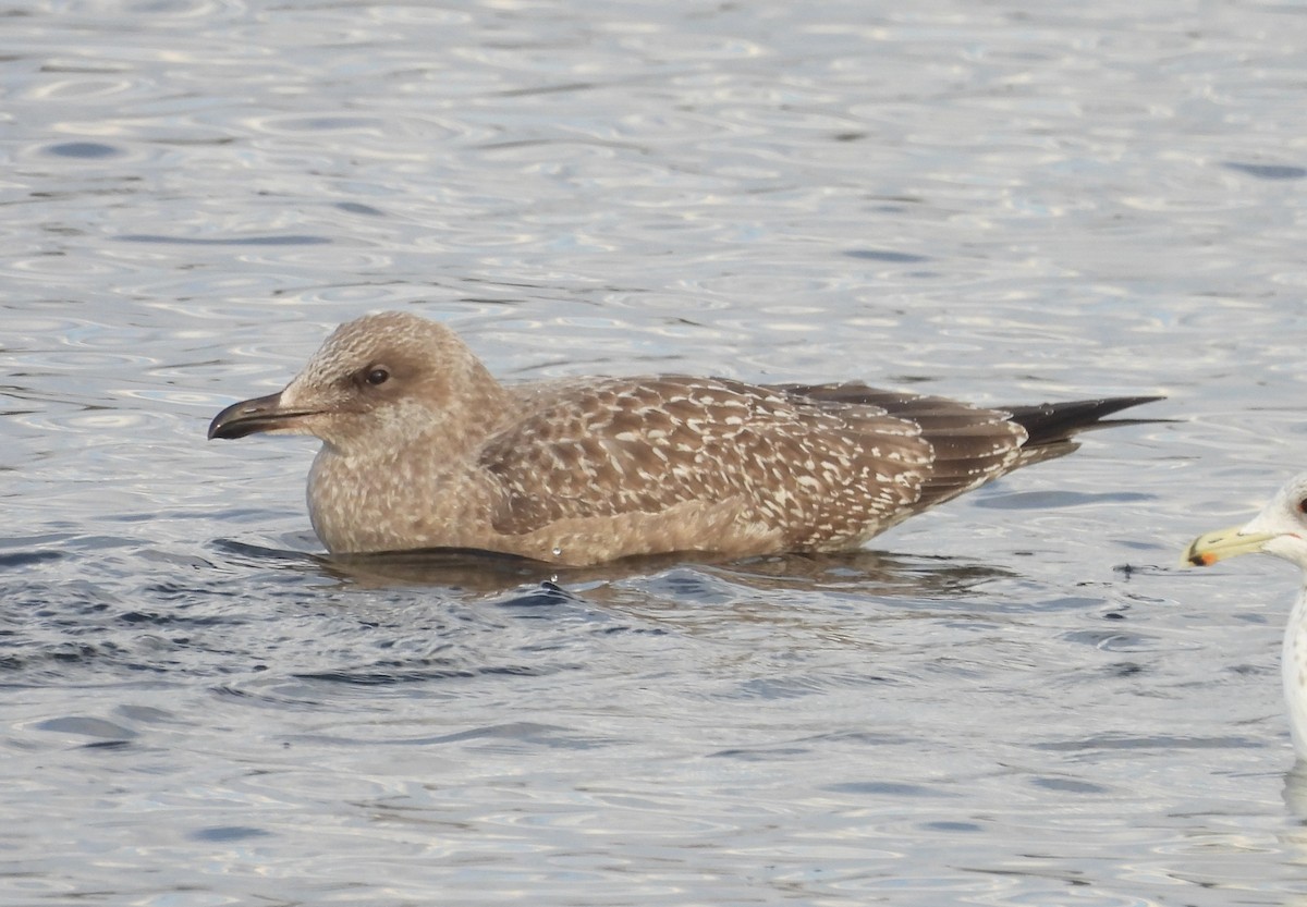 American Herring Gull - ML645148302