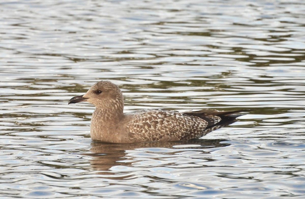 American Herring Gull - ML645148303