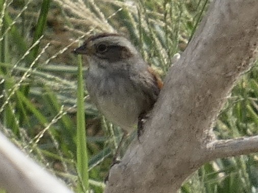 Swamp Sparrow - ML645148313