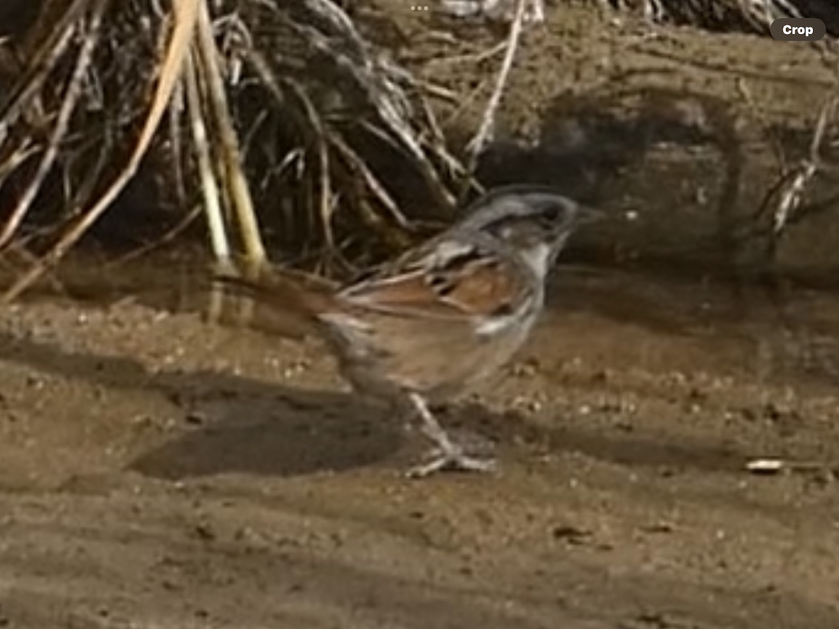 Swamp Sparrow - ML645148314