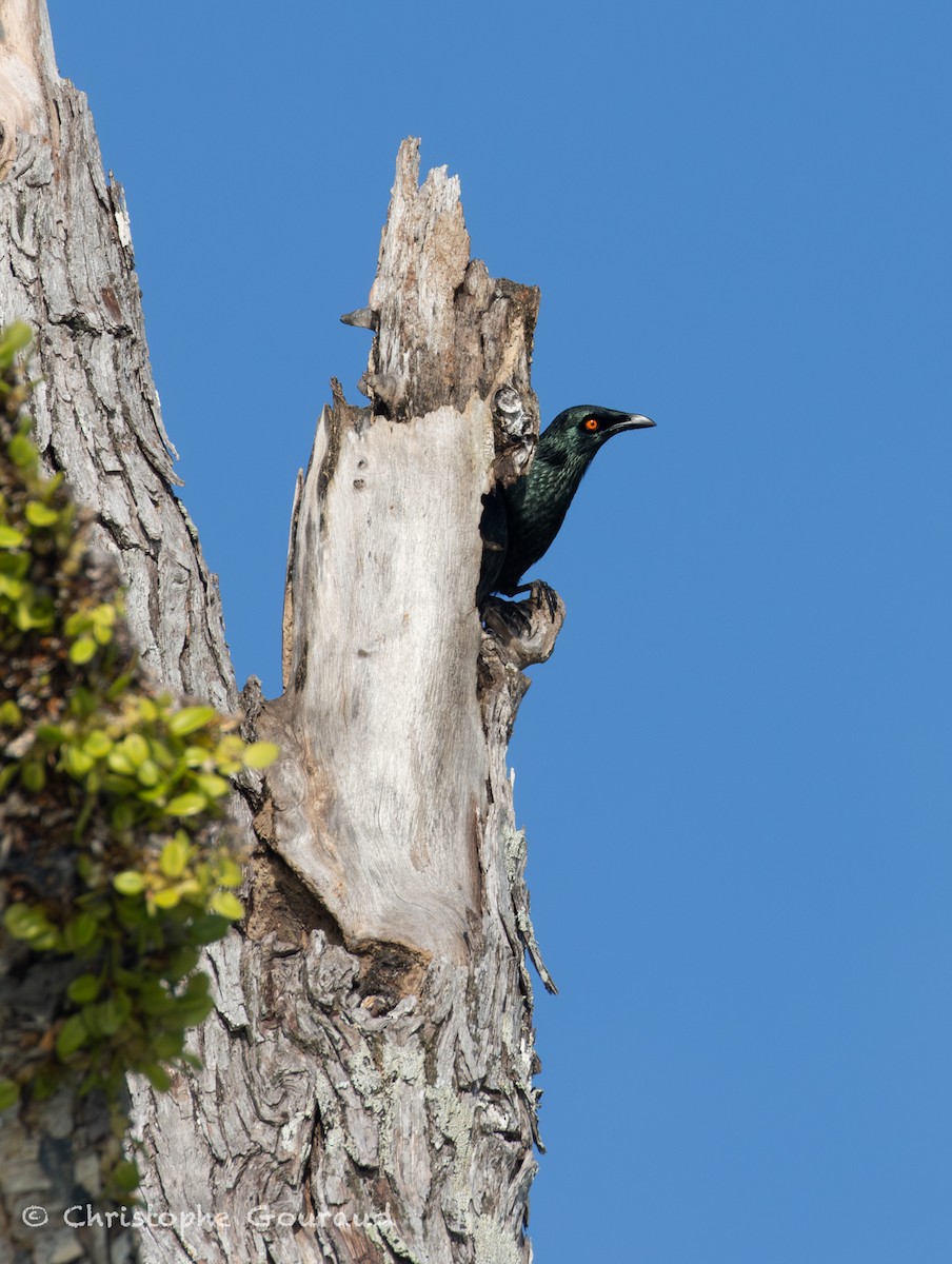 Stourne chanteur - ML645148324