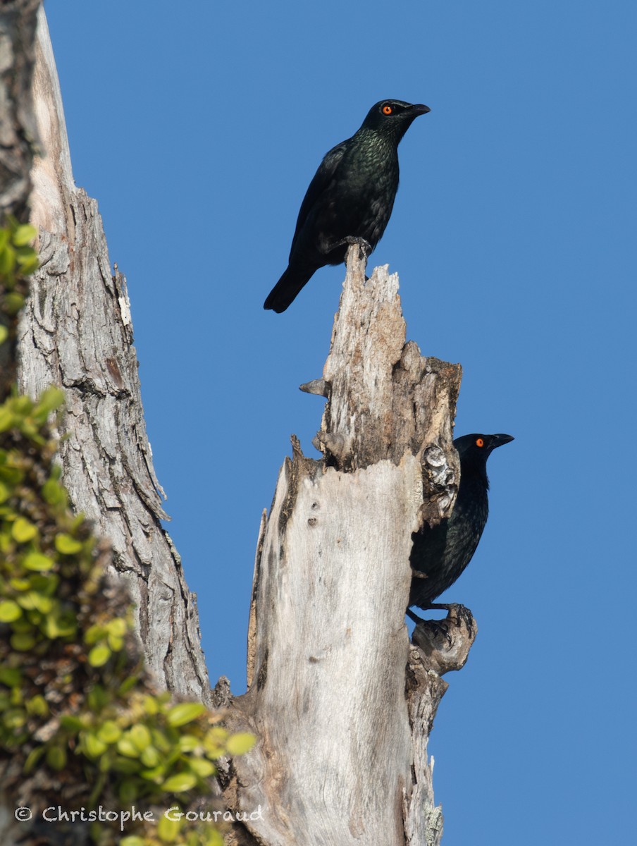 Stourne chanteur - ML645148325
