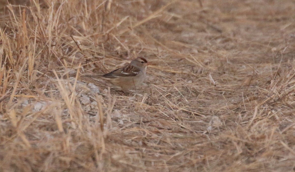 Белобровая овсянка - ML645148330