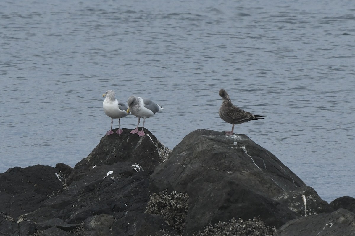 Western Gull - ML645148342