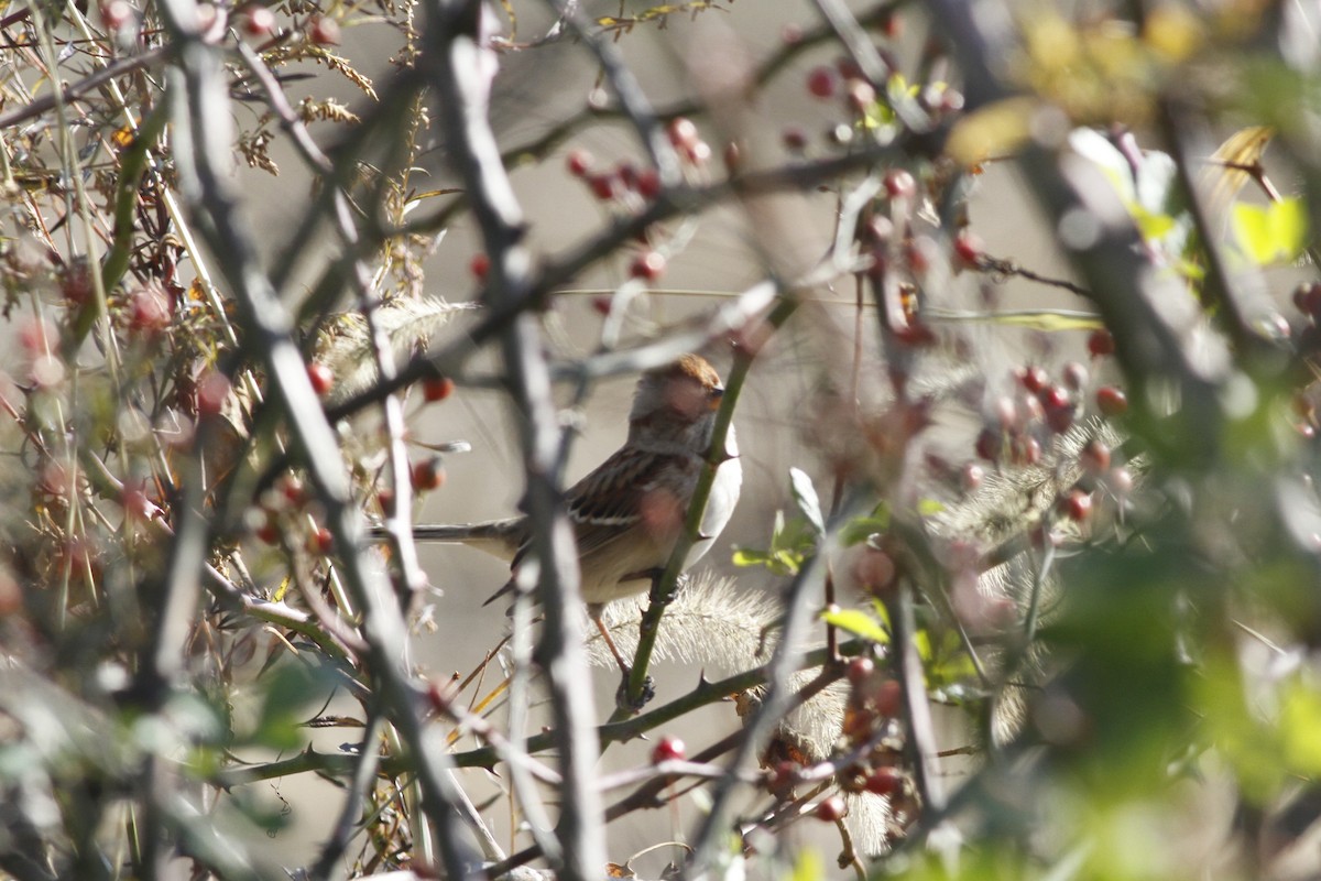 Пасовник північний - ML645148344