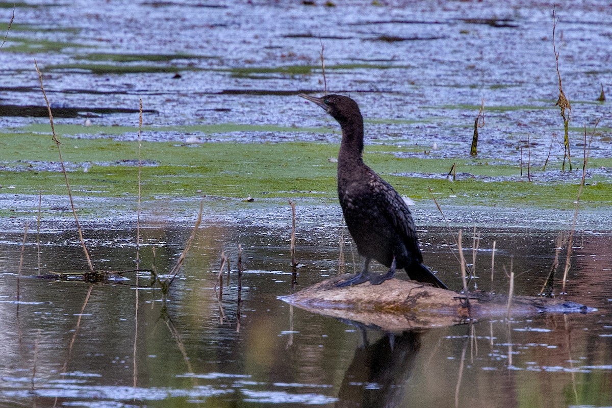 Little Black Cormorant - ML645148349