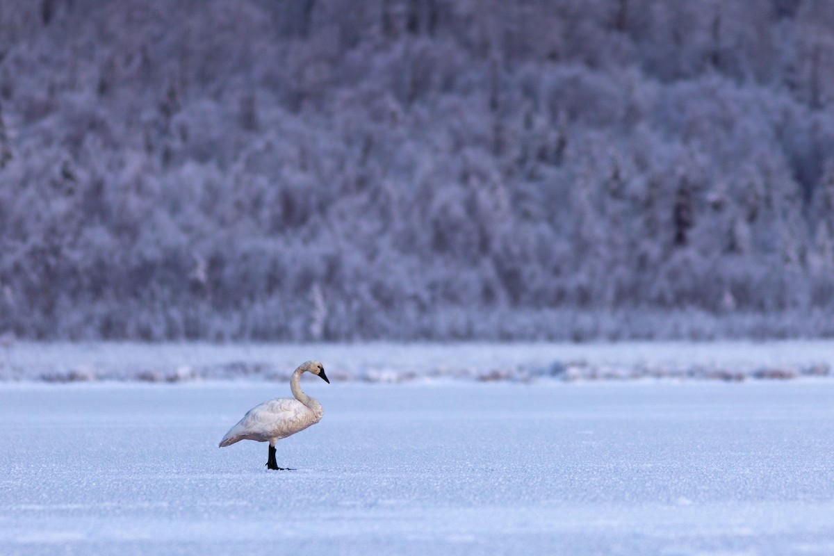 Zwergschwan - ML645148360