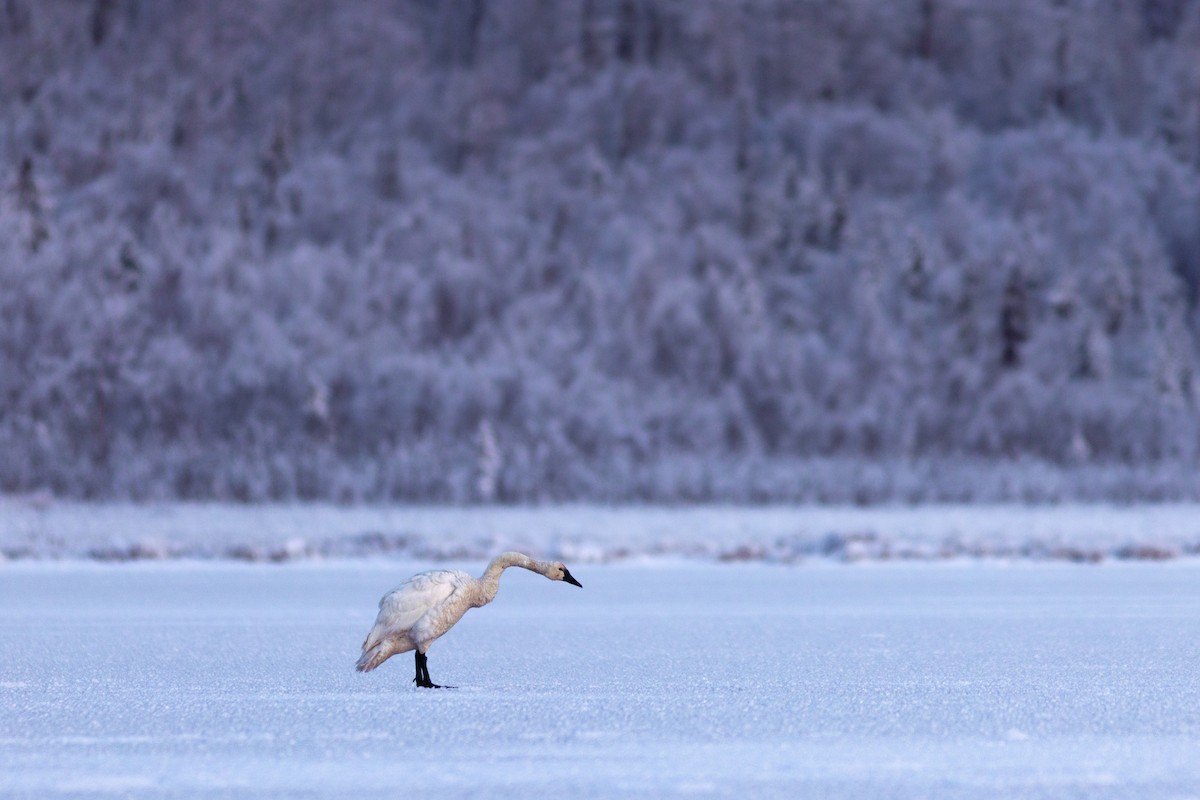 Zwergschwan - ML645148361