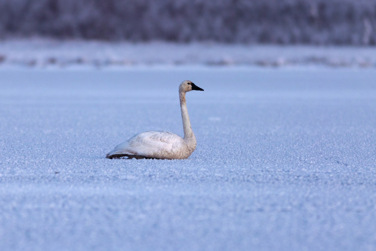 Zwergschwan - ML645148362