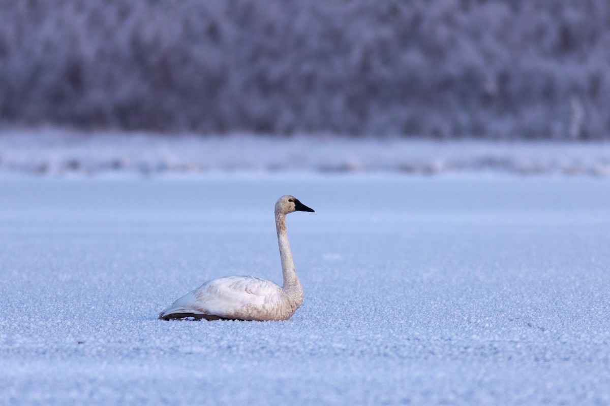 Zwergschwan - ML645148363