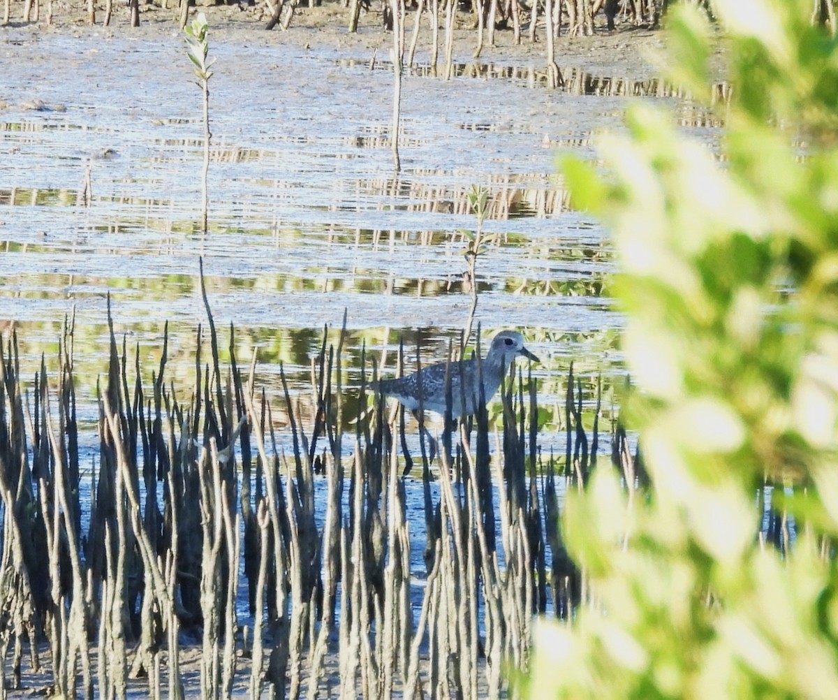 Chorlito Gris - ML645148365