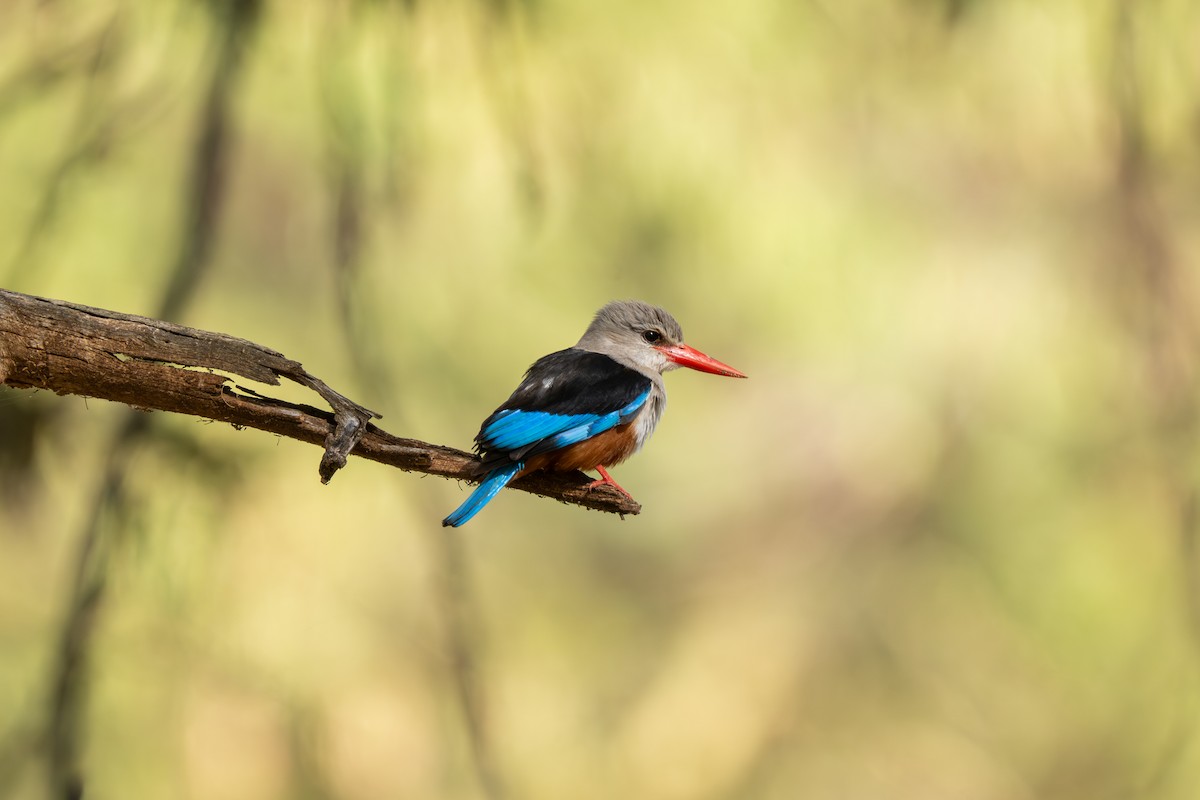 Martin-chasseur à tête grise - ML645148370