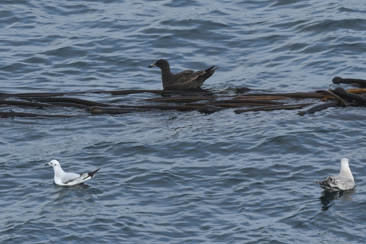 Heermann's Gull - ML645148372