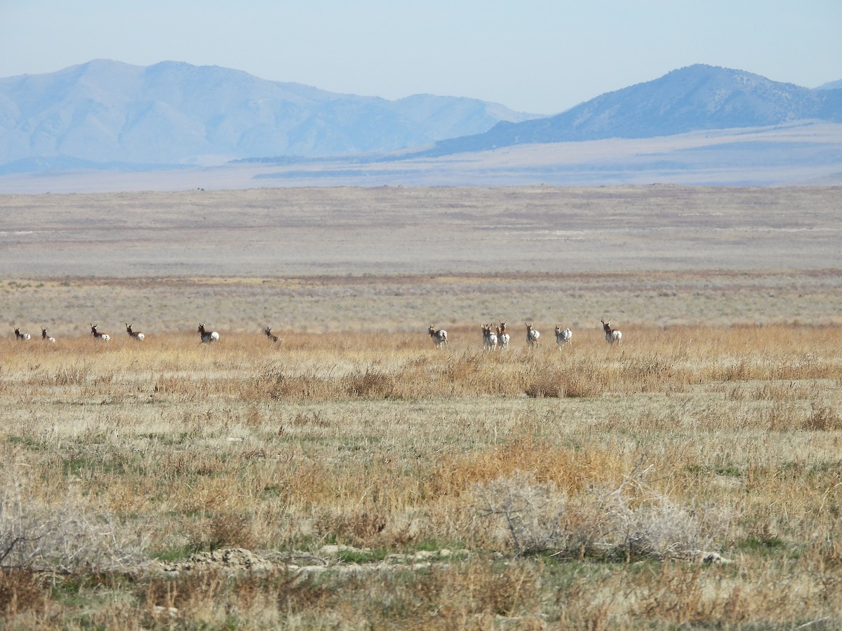 Pronghorn - ML645148379