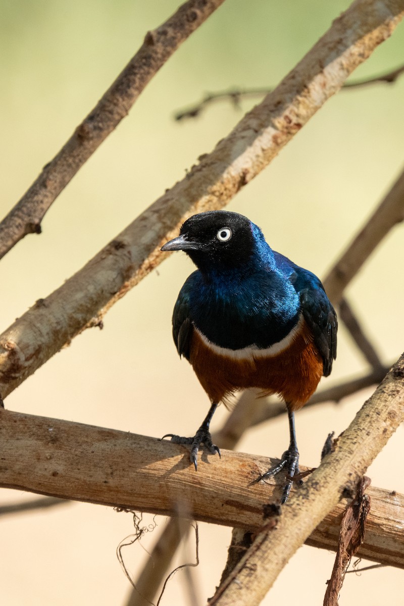 Superb Starling - ML645148405