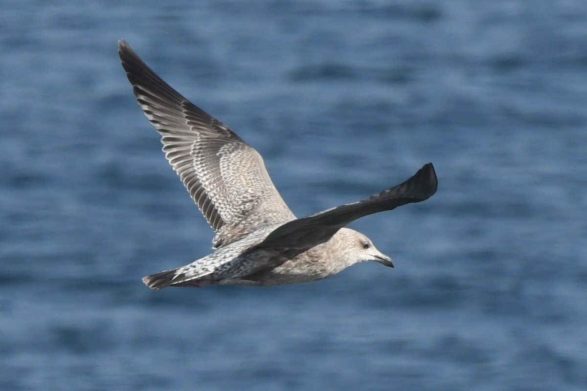 American Herring Gull - ML645148407
