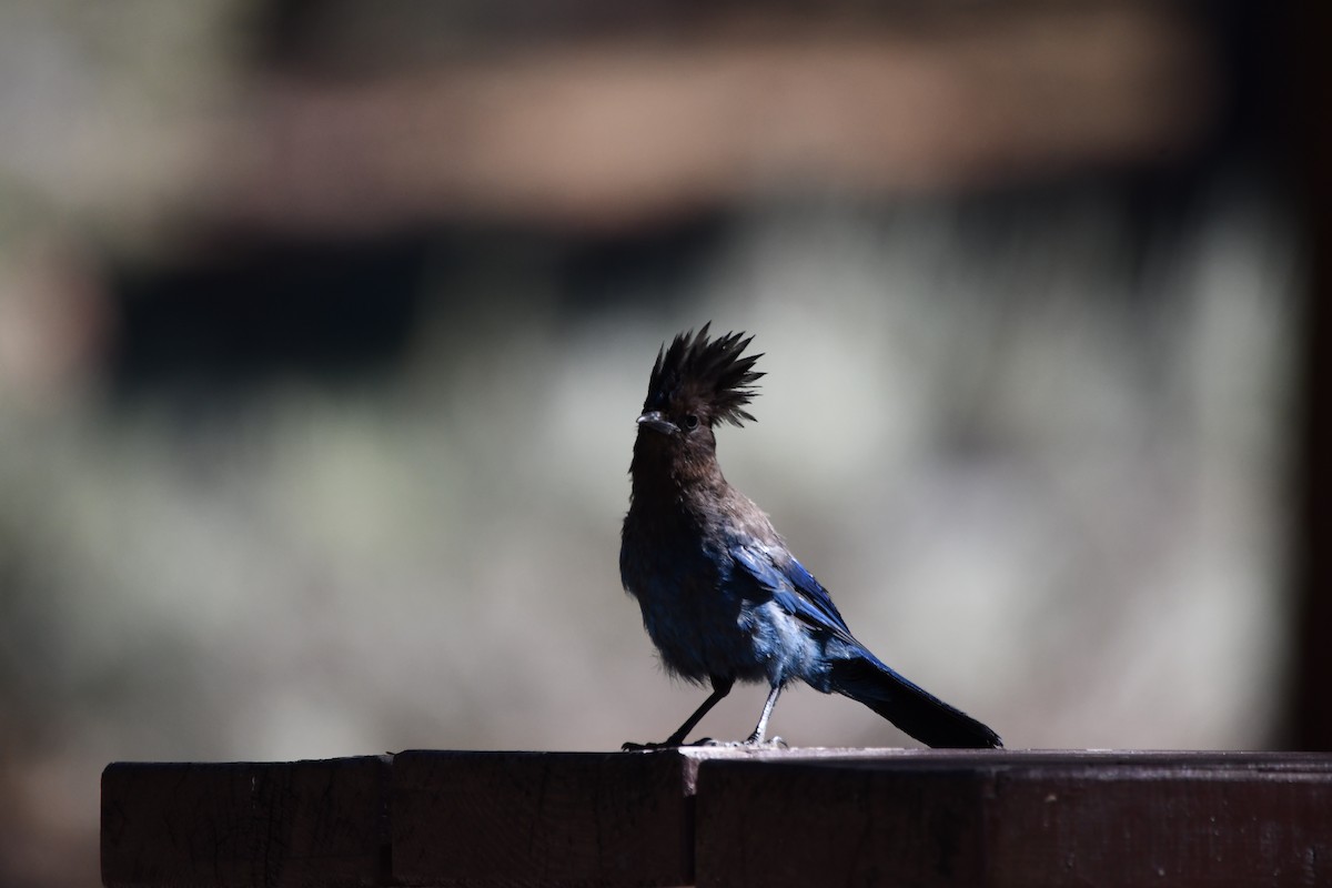 Steller's Jay (Coastal) - ML645148413