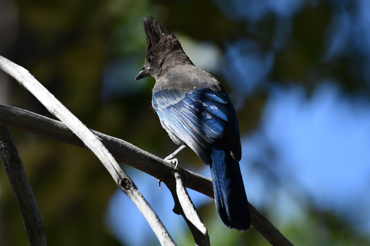Steller's Jay (Coastal) - ML645148414