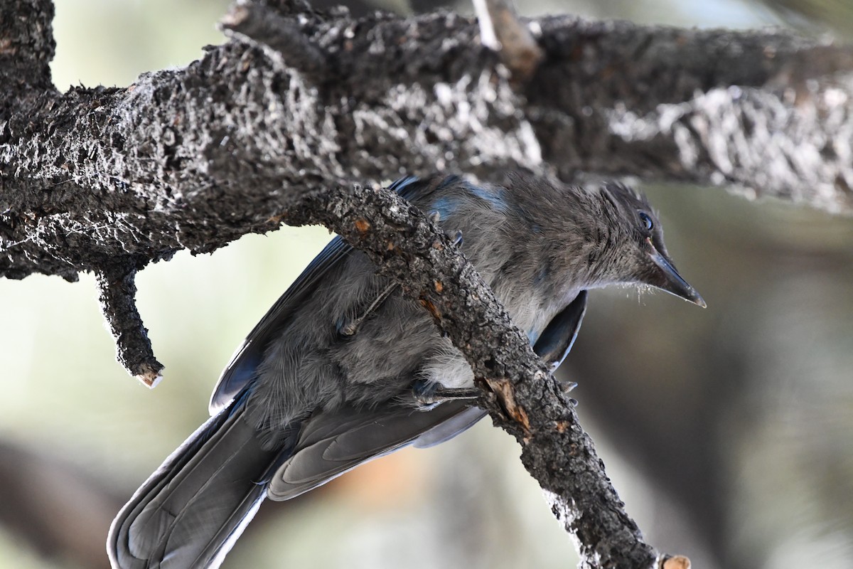 Steller's Jay (Coastal) - ML645148415