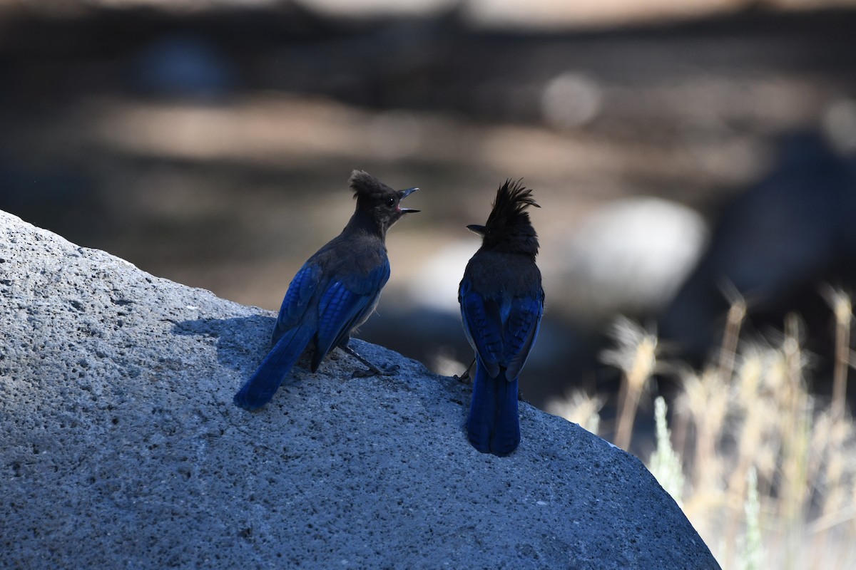 Steller's Jay (Coastal) - ML645148416