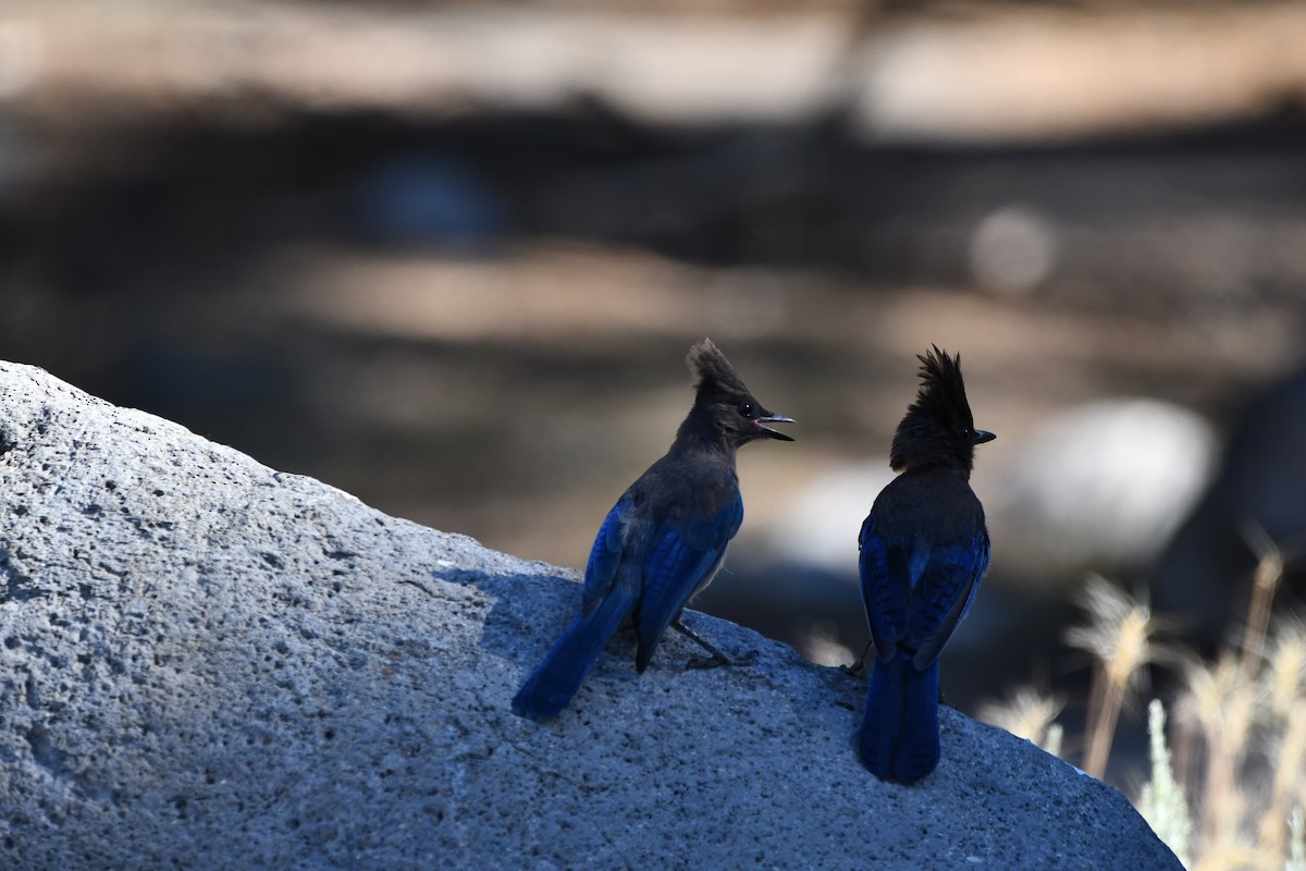 Steller's Jay (Coastal) - ML645148417