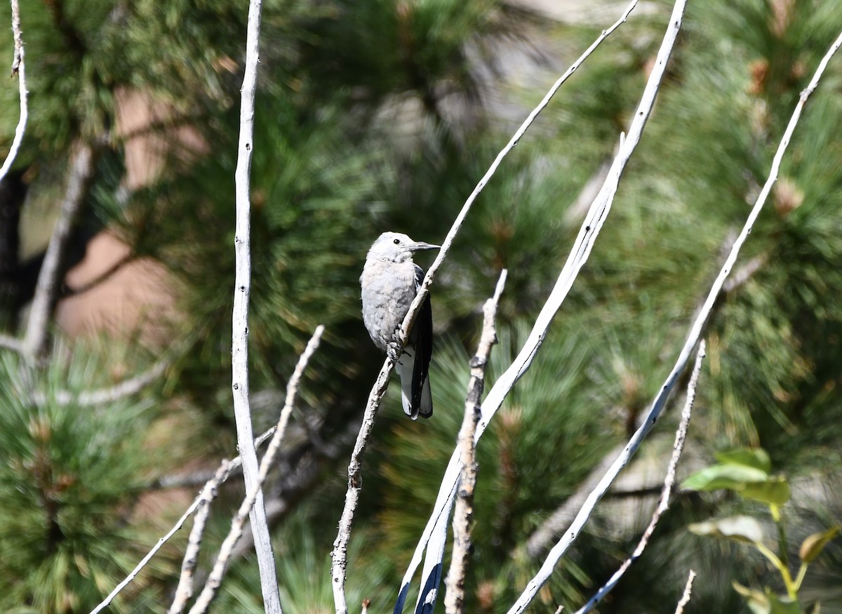 Clark's Nutcracker - ML645148422
